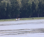 MNRiverPelicans 2014 09 028